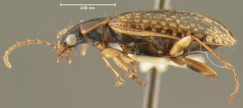 Media type: image;   Entomology 28662 Aspect: habitus lateral view
